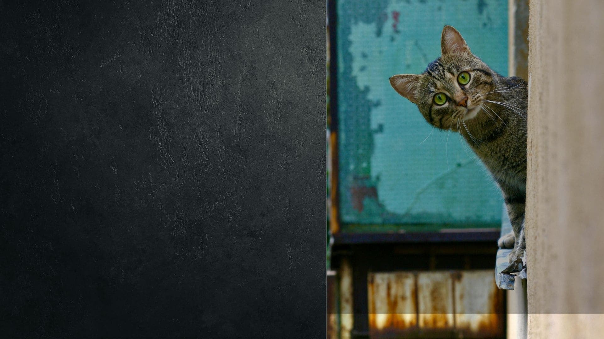 Organic cat meat
