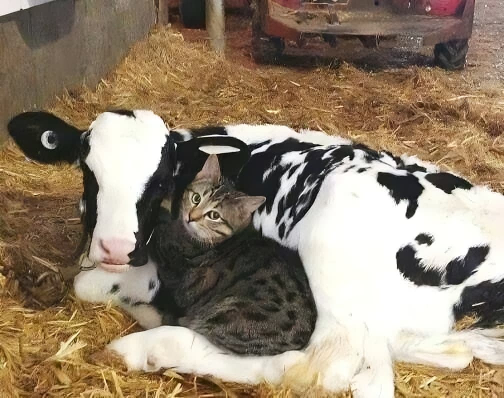 Curious cat hugging a cow