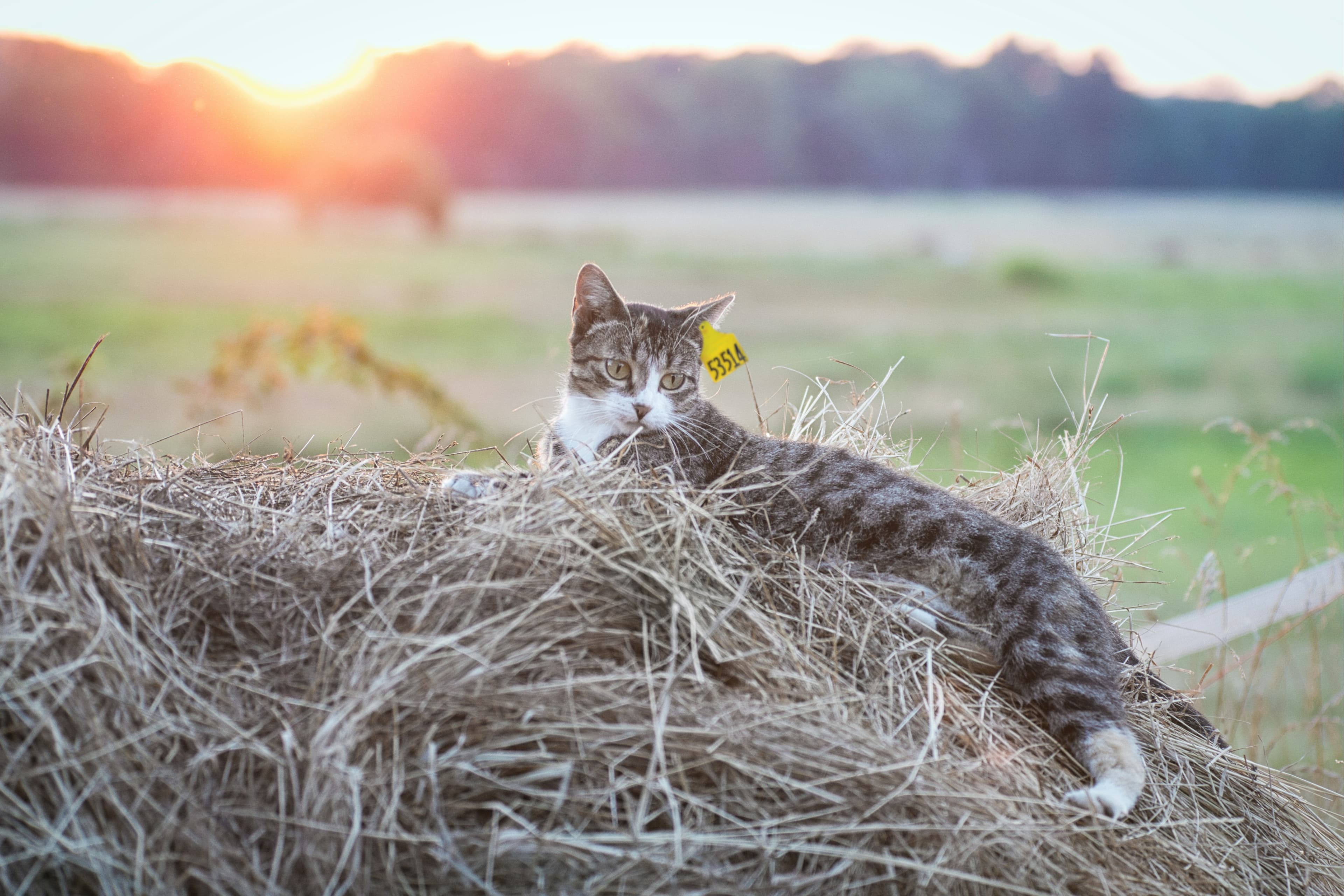 Fellini organic cat meat